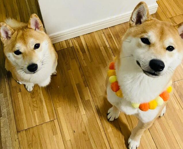 养了3个月的柴犬,碰到了磨牙齿期,铲屎官应当怎样防止? 养了3个月的柴犬,碰到了磨牙齿期,铲屎官应当怎样防止?