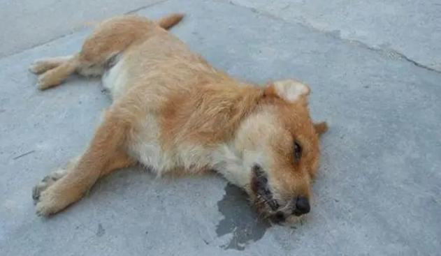 狗药闻到6秒就死了是什么药