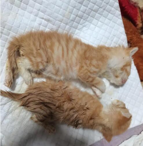 猫拉肚子危害大吗? 猫拉肚子的原因一般是什么?