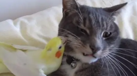 猫会吃笼子里的鹦鹉吗