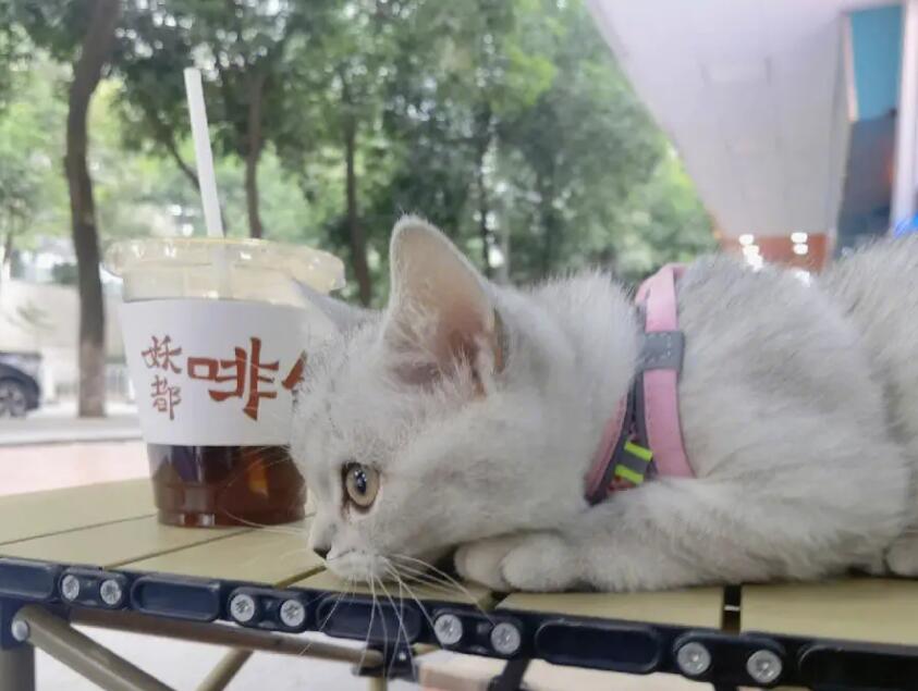 提高猫咪“社交能力”的方法,从社会化训练开始