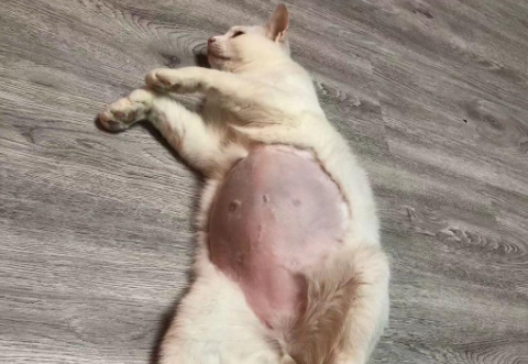 怎么辨别猫传腹肚子和吃大的肚子