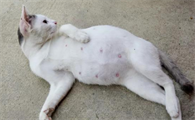 如何辨别猫咪是否怀孕啊？
