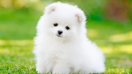 如何让狗狗摆好姿势照相呢？