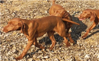 维兹拉犬哪里有售