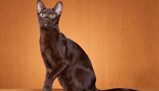 哈瓦那猫的训练注意事项有哪些?新手养猫指南! 哈瓦那猫的训练注意事项有哪些?新手养猫指南!