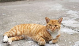 猫咪不会使用猫爬架，应该如何训练？