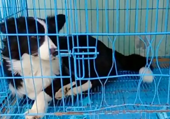 狗狗寄养宠物店多少钱一个月