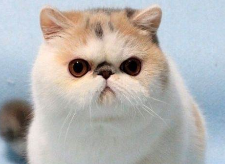 给宠物猫美容所要知道的小知识?(猫怎么做美容) 给宠物猫美容所要知道的小知识?(猫怎么做美容)