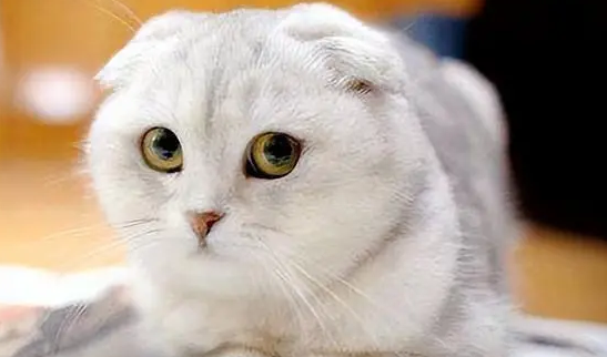 怎么知道折耳猫痛不痛 怎么知道折耳猫痛不痛