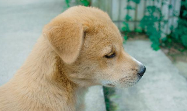 这5种狗狗很忠实，你确定别养吗？它能给你豁出命
