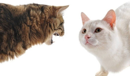 猫咪现在这种粘人的表现是不是发情了
