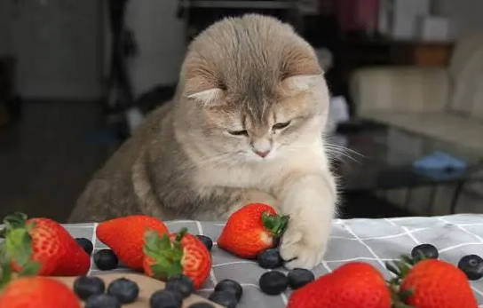 猫咪需要吃水果来补充维生素C吗