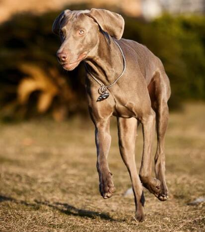 如何喂养威玛猎犬?威玛猎犬的种群现状 如何喂养威玛猎犬?威玛猎犬的种群现状