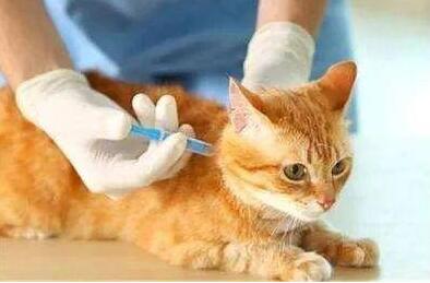猫打疫苗之后会有不良反应