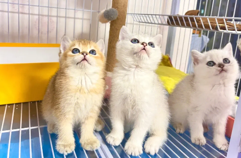 英短比较好的猫舍 英短比较好的猫舍