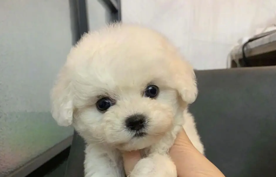 狗狗身上突然发出恶臭怎么办? 狗狗身上突然发出恶臭怎么办?