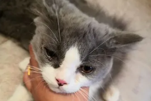猫咪吃东西后就流眼泪怎么回事