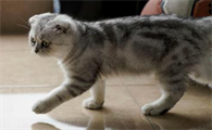 两三个月的小猫老放屁怎么回事？来看看吧