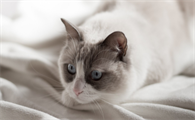 猫咪喷出褐色液体很臭？褐色液体是什么？