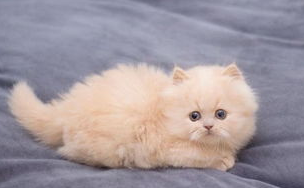 猫咪为什么可以当间谍?猫咪训练技巧! 猫咪为什么可以当间谍?猫咪训练技巧!