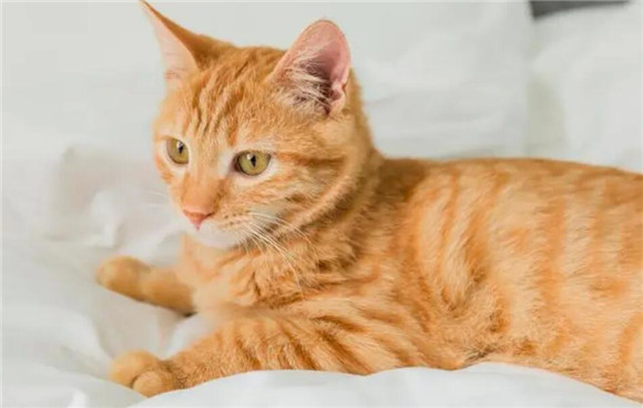 猫咪多大定型不再长大