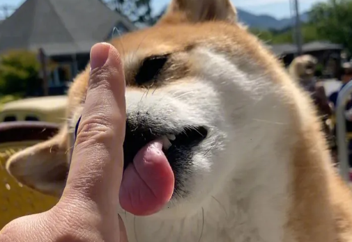 狗狗为什么黏狗呢