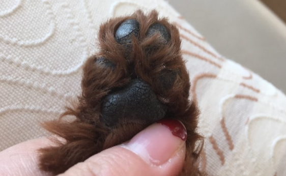 狗狗脚垫为什么会干裂？是不是犬瘟？