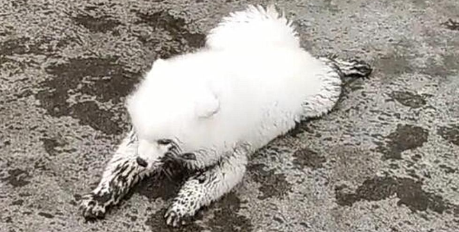 狗狗在泥水里撒泼打滚,主人扬言要弃狗:都是自嗨惹的祸呀 狗狗在泥水里撒泼打滚,主人扬言要弃狗:都是自嗨惹的祸呀