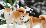 秋田犬竟然分这么多你都知道吗?