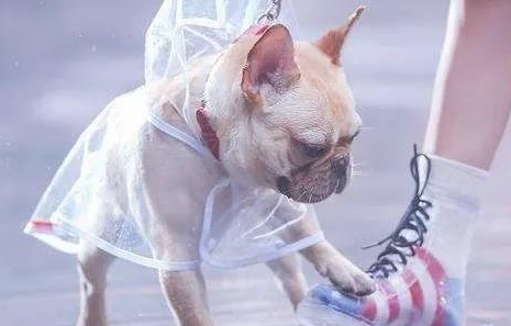 大暴雨气温，你必须掌握的养宠物专业知识！