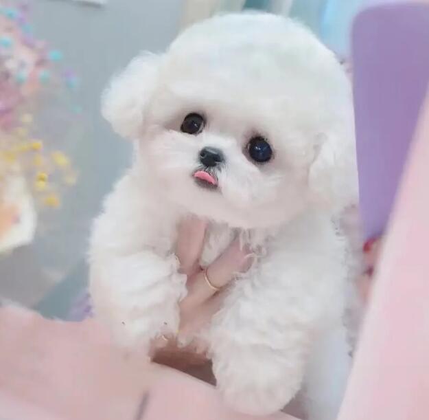 小孩满月的比熊幼犬吃人肉的饭食拉稀,幼犬吃人肉饭食拉稀 小孩满月的比熊幼犬吃人肉的饭食拉稀,幼犬吃人肉饭食拉稀
