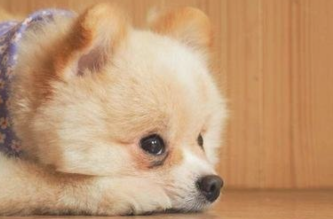 狗狗拉黄稀水状是怎么回事？