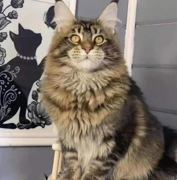 猫舍缅因猫价格 猫舍缅因猫价格