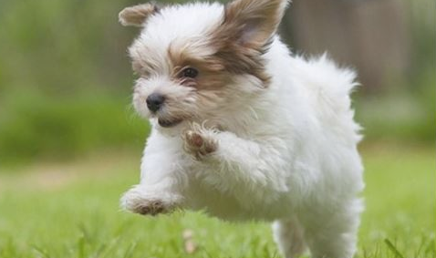 狗狗掉毛后会瘦吗？狗掉毛怎么办？
