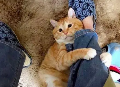 让猫咪给人口