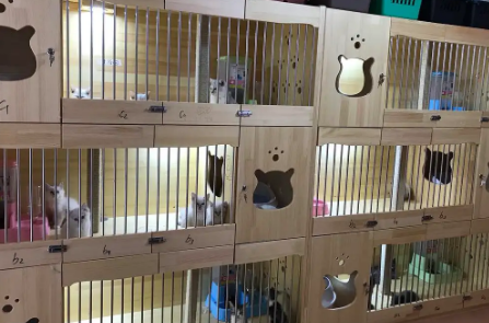 猫舍收猫多少钱一个 猫舍收猫多少钱一个