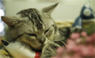 猫咪腹部射线影像判读,猫猫健康!
