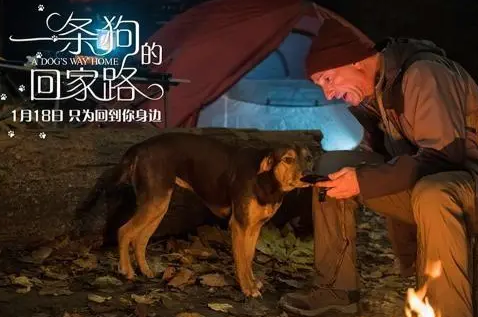 一条狗的回家路中文配音