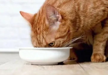 橘猫最适合吃什么样的猫粮 橘猫最适合吃什么样的猫粮