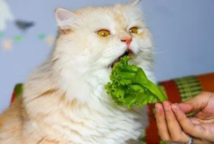 猫咪为什么不爱吃蔬菜 猫咪为什么不爱吃蔬菜