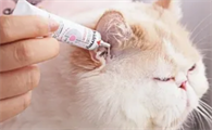 猫咪内耳炎的治疗方法有哪些