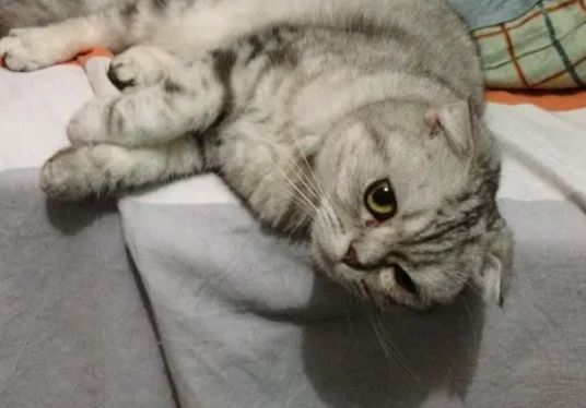 苏格兰折耳猫必须要绝育吗?快来看看吧! 苏格兰折耳猫必须要绝育吗?快来看看吧!