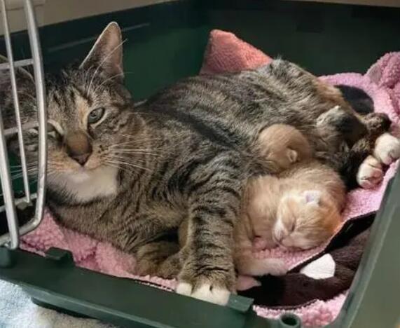 猫生第一胎为什么会死? 聊聊头胎小猫存活率!-宠物网