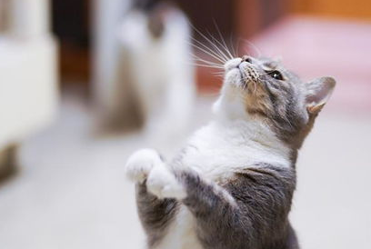 如何让猫咪改掉用爪子挠墙的坏习惯?猫咪纠正训练! 如何让猫咪改掉用爪子挠墙的坏习惯?猫咪纠正训练!
