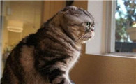 闻之色变的“猫瘟”