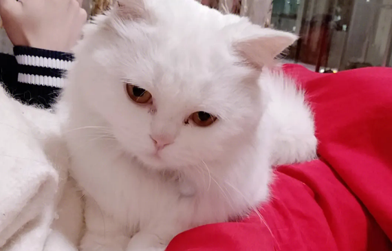 猫呕吐红色液体和泡沫,要重视! 猫呕吐红色液体和泡沫,要重视!
