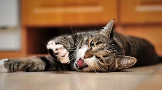 高龄猫咪常见的三大健康问题？猫咪容易生病的年龄？