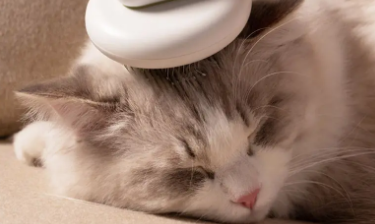 为什么猫咪会喜欢梳子