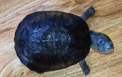 西非侧颈龟腐皮怎么办